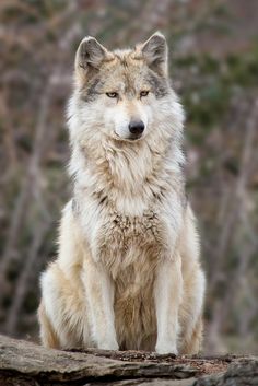 a white wolf sitting on top of a rock next to some trees in the background