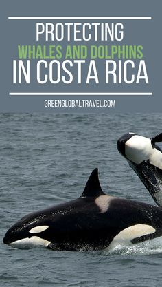 two orca whales in the ocean with text overlay reading protecting whales and dolphins in costa rica