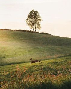 a deer running across a lush green field next to a tree on top of a hill