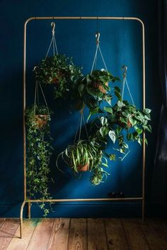 three hanging plants on a blue wall in front of a metal rack with two potted plants