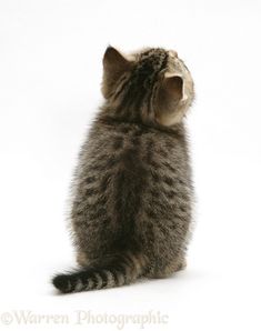 a small kitten sitting on its hind legs looking up