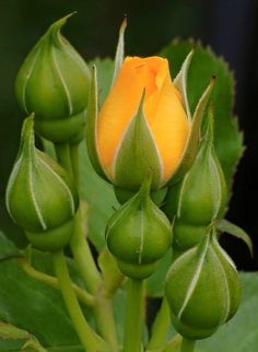 a yellow rose budding with green leaves in the background