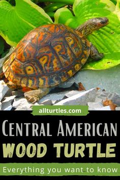 a turtle sitting on the ground next to green plants and leaves with text that reads central american wood turtle everything you want to know about