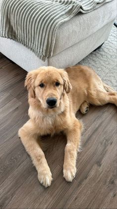 a brown dog laying on top of a wooden floor next to a bed and pillows