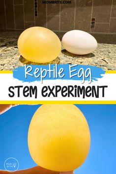 Get ready to hatch some fun with this Rubbery Reptile Egg Science Experiment! Your kiddos will love learning about science in a hands-on and entertaining way. Watch their reactions as they crack open the egg to reveal its mysterious contents. This is one egg-cellent experience they won't forget! Fall Stem, Stem Activity, About Science, Love Learning