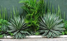 some very pretty plants in front of a green wall