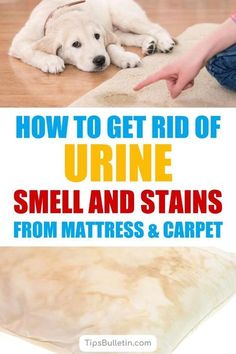 how to get rid of urine smell and stains from mattress