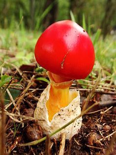 a red mushroom sitting on the ground