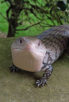 Tiliqua gigas Pet Reptiles, The Tongue, Health