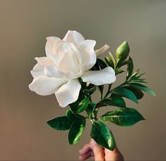 a person holding a white flower in their hand