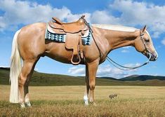 a brown horse standing on top of a dry grass field