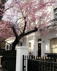 a large tree with pink flowers in front of a white building and black iron fence