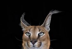 a close up of a cat on a black background