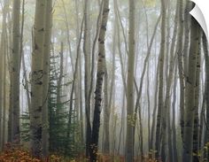 the woods are filled with lots of tall trees in the foggy weather, and yellow leaves on the ground