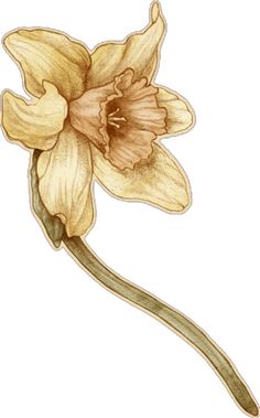 a drawing of a yellow daffodil flower