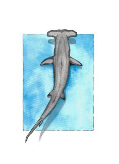 a drawing of a shark swimming in the water