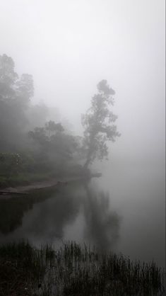 a foggy lake surrounded by trees and grass