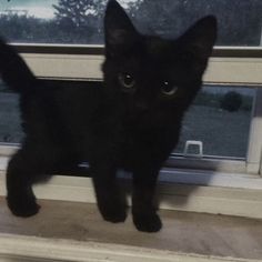 a small black kitten standing on top of a window sill looking at the camera