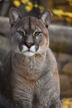 a close up of a mountain lion near some rocks and trees in the background with yellow leaves