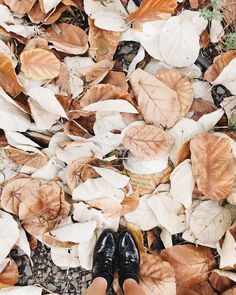 a person's feet in black shoes surrounded by leaves