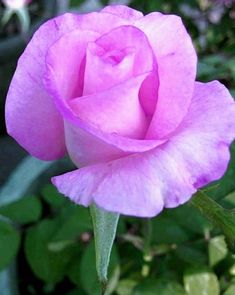 a pink rose with green leaves in the background