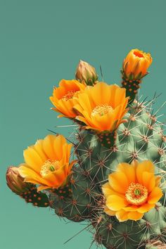 yellow flowers on the top of a cactus