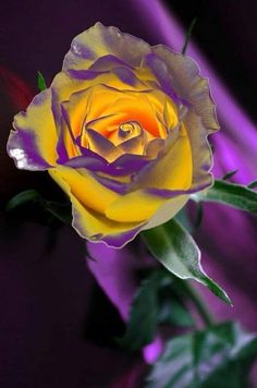 a yellow and purple rose with green leaves in front of a purple background, close up