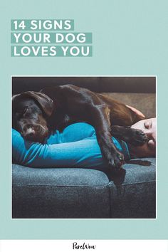 Canines thrive on human companionship and love, so chances are, your pup would hold your hand if he could. Here, 14 signs your dog loves you and is super connected. Belgian Dog, All Types Of Dogs, American Kennel Club, Animal Hospital, Dog Show, Four Legged