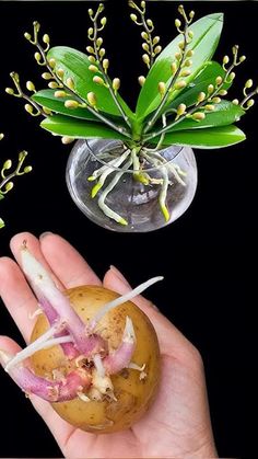 a hand holding a potato with some flowers in it and another plant growing out of the top