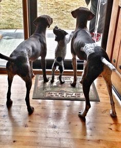 three dogs are standing in front of a door looking out at the grass and trees