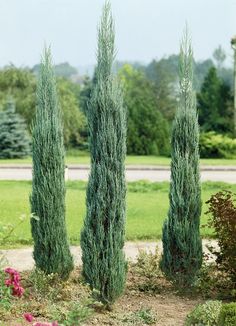 three tall green trees sitting in the middle of a park next to flowers and bushes