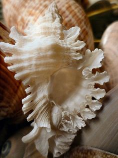 several seashells are laying on top of each other, including one large shell