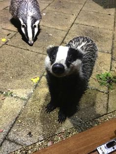 two badgers standing next to each other on the ground