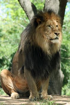 a large lion sitting on top of a wooden platform next to a forest filled with trees