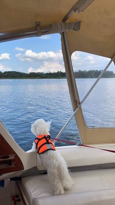 a small white dog wearing an orange vest on a boat