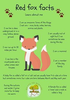 a red fox is sitting next to a green background with words describing the different types of foxes