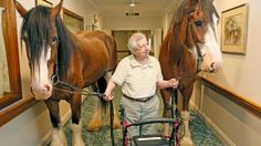 an elderly man in a wheel chair leading two horses down a hallway with mirrors on the walls