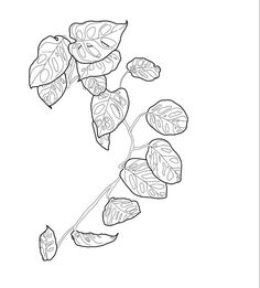 a black and white drawing of leaves on a branch