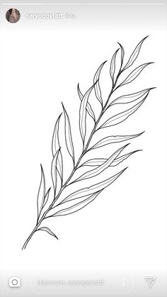 a black and white drawing of a branch with leaves on it's tip is shown