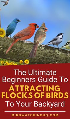 the ultimate beginner's guide to attract flocks of birds to your backyard