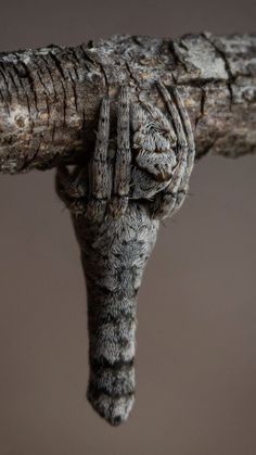 a close up of a tree branch with a moth hanging from it's end