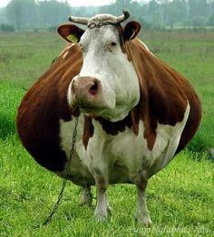 a brown and white cow standing on top of a lush green field with the caption dear wendy's i have found your beef