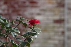 a single red rose is in the foreground with a brick wall in the background