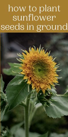 a sunflower is shown with the words how to plant sunflower seeds in ground