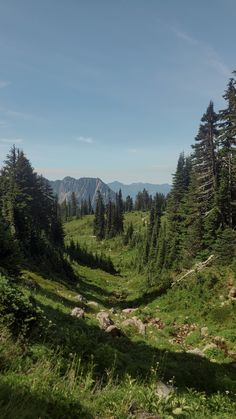 the trail is surrounded by tall pine trees and green grass, with mountains in the distance