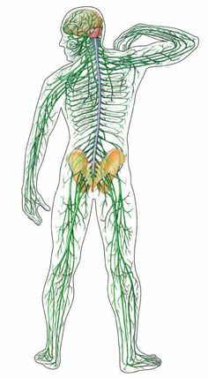 Nerve Disorders, Ulnar Nerve, Peripheral Nervous System, Nerve Pain Relief, Human Body Systems, Joints Pain Relief, Central Nervous System, Chronic Condition, Nerve Pain