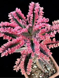 a pink flower is in a small pot