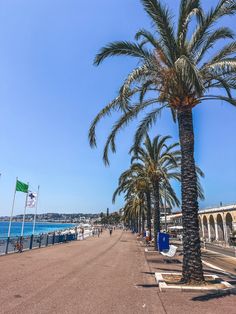 palm trees line the beach in nice weather