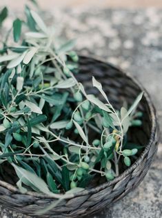 an olive branch in a wicker basket