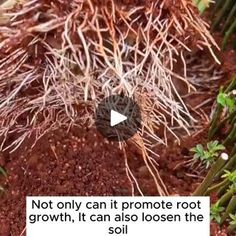 a plant that is growing out of the ground with dirt and grass in front of it